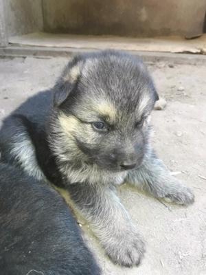 Cachorros ovejeros alemanes.