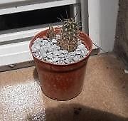 Cactus Echinopsis Myrabilis M 6