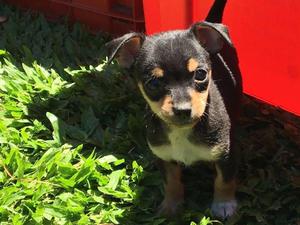 Chihuahua Mini Cachorro