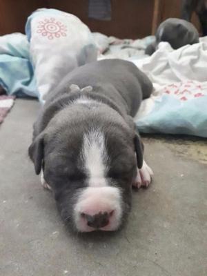 Pitbull blue nose cachorra