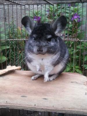 Se vende chinchilla