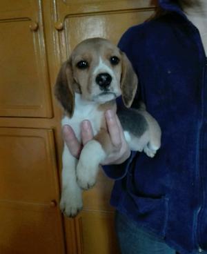Beagle hembra 120 dias con pedigree. 