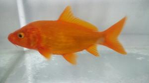 Carpa Koi Importada 14 Cm Naranja