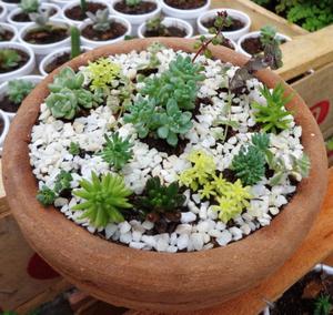 Crasas Jardincito De Sedum En Vasija Terracota Suculentas