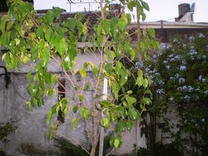Planta de Ficus