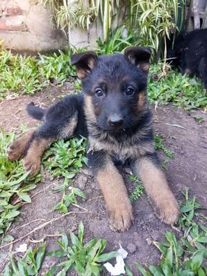 Cachorro ovejero aleman