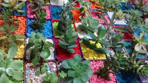Cactus Suculentas Souvenir Eventos Comunion Fiestas