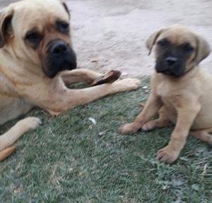 Hermosos cachorros bullmastif