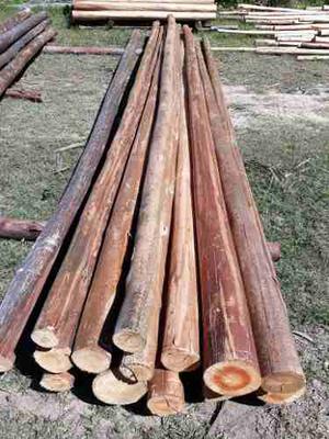 Palos,troncos,postes,pergolas,de Eucalipto,diametro 9-12cm