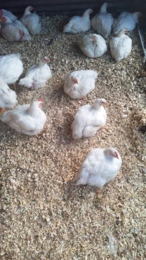 Pollos frescos doble pechuga exelente calidad para consumo