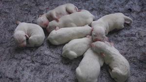 Vendo cachorros dogo Argentino