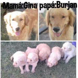 Vendo hermosos cachorros Golden Retriever