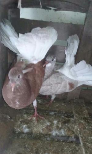 Venta de Palomas abanicos