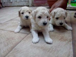 Venta de mini caniche