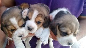 Cachorritos beagles tricolor de 12 pulgadas