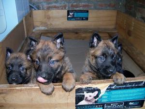 Cachorros Ovejeros Belga Malinois