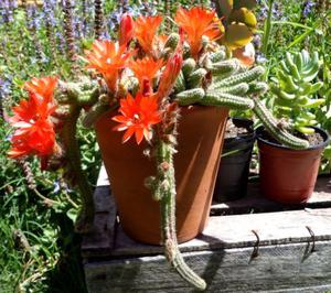 Cactus Echinopsis Chamaecereus Grande Floreciendo Suculentas