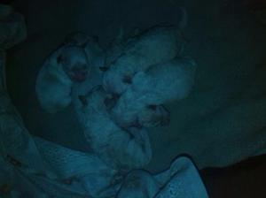 Caniches 4 hermosos/as
