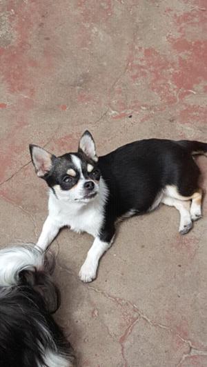 Chihuahua Hembra 6 meses con FCA