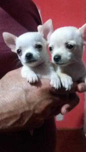 Chihuahuas machos pequeños