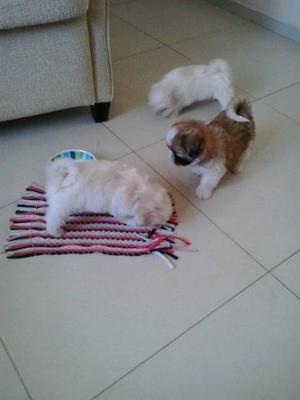 CACHORROS SHIH TZU