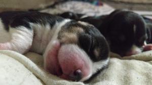 Cachorros Beagle Tricolor Con Pedigree