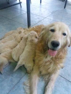 Cachorros Golden Retrevier