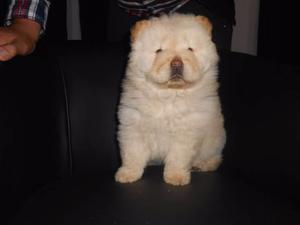 Cachorros chow chow con pedigree de FCA