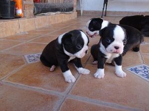 HERMOSOS Cachorritos BOSTON TERRIER