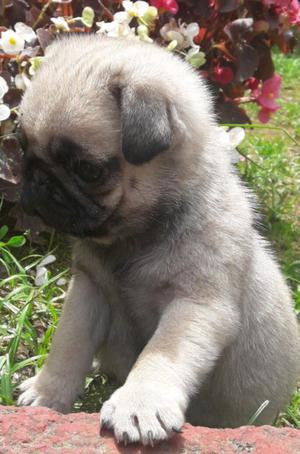 Pug carlino puro cachorro con pedigree