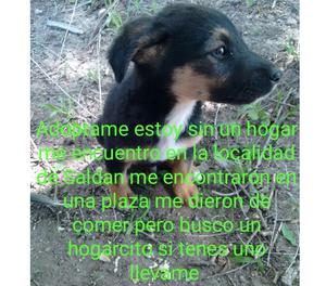 perrito en adopcion