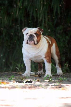 Bulldog Ingles Gran Campeon Argentino en servicio de Stud