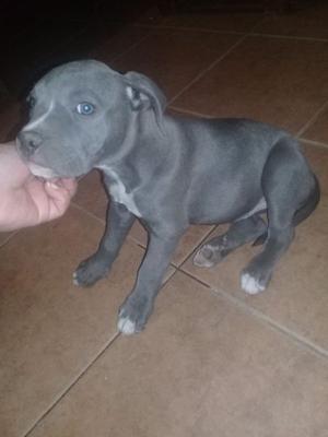 Cachorra pittbull blue