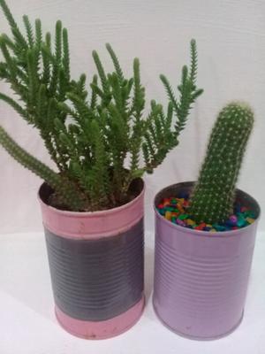 Cactus echinopsis y crassula muscosa