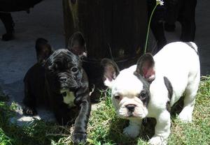 HERMOSOS CACHORROS BULLDOG FRANCES