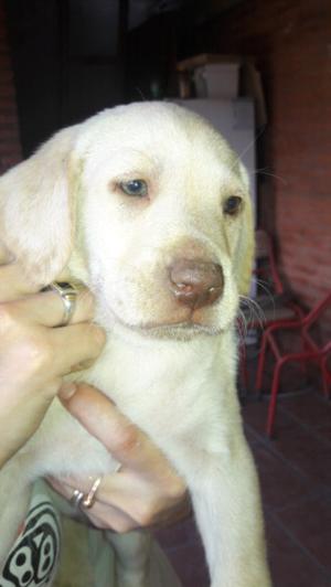 Hermosos cachoros labradores