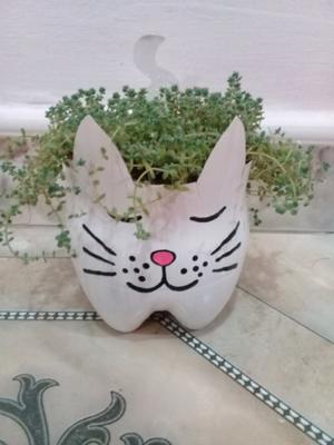 Suculentas y cactus