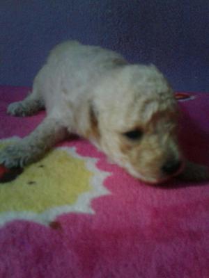 Vendo caniche hembra