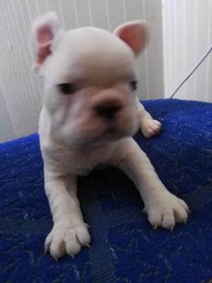 Bulldog frances machitos