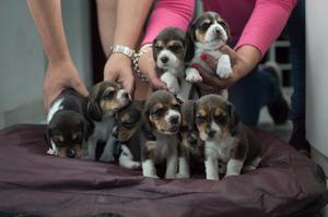 Cachorros Beagle Tricolor