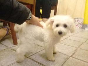 Caniche micro hembra