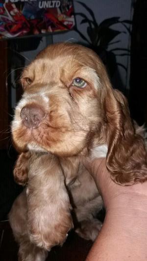 Cocker hembra y macho