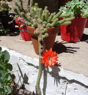 Echinopsis chamaecereus floreciendo