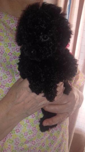 Ultima Hembrita Caniche Toy Negra Azabache!!!