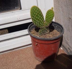 cactus opuntia microdasys amarilla Maceta 10
