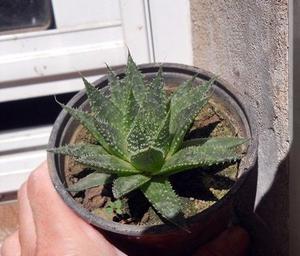 planta Suculenta Haworthia Herbacea M 10