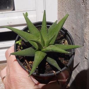 planta suculenta Haworthia H. Glabrata Maceta 9