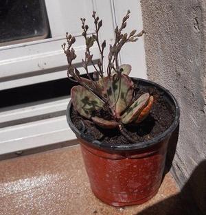 planta suculenta Kalanchoe Humilis En Maceta 10