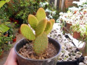 Cactus Opuntia Microdasys Ssp. Rufida Maceta 10