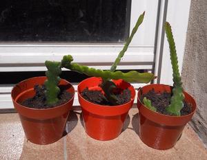 Cactus Selenicereus Anthonyanus M 8
